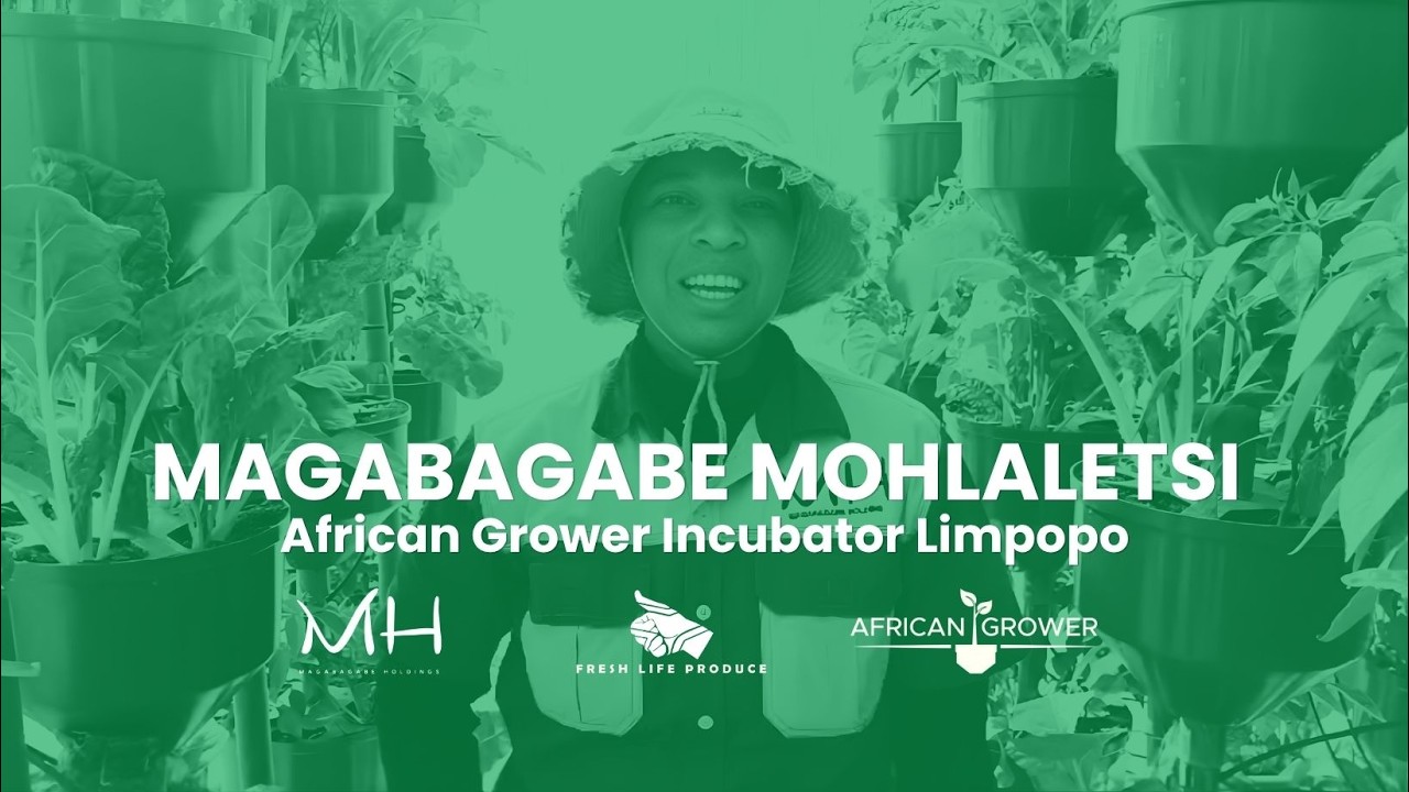 Growers tending the African Grower hydroponics system at the Mohlaletse incubator in Limpopo